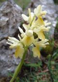 Orchis pauciflora